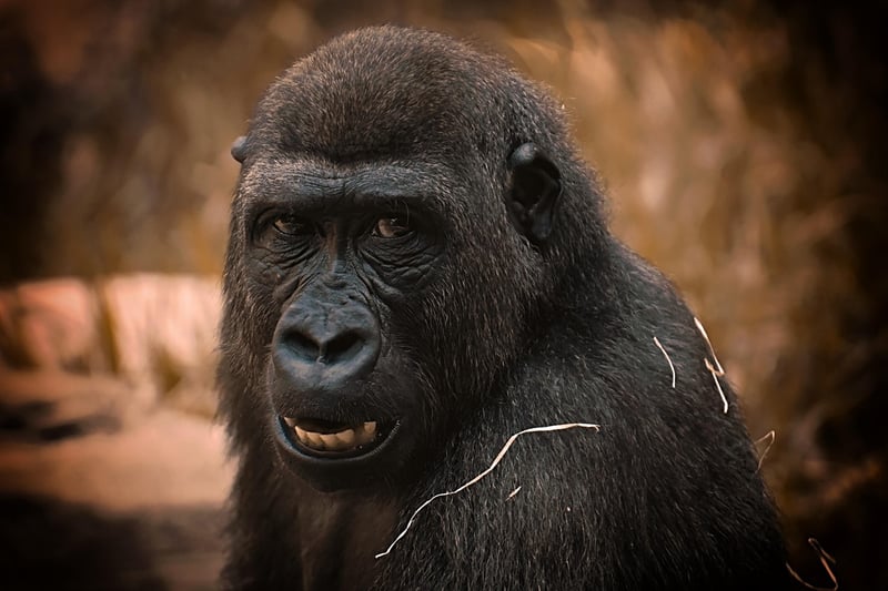 Gorilla in the rainforest