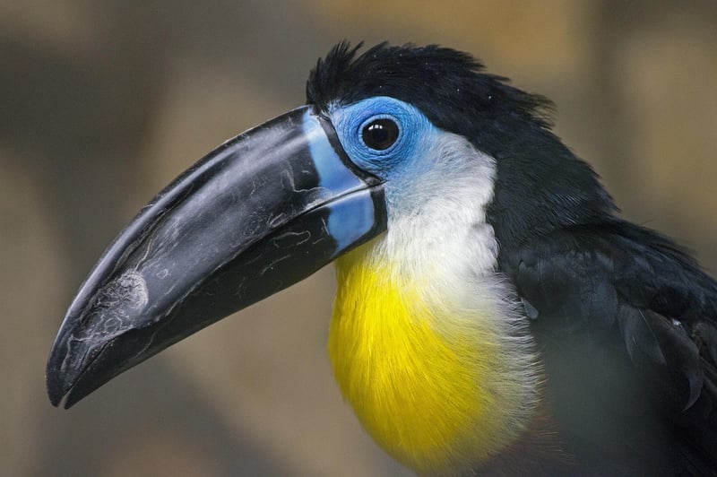 Toucan in the rainforest